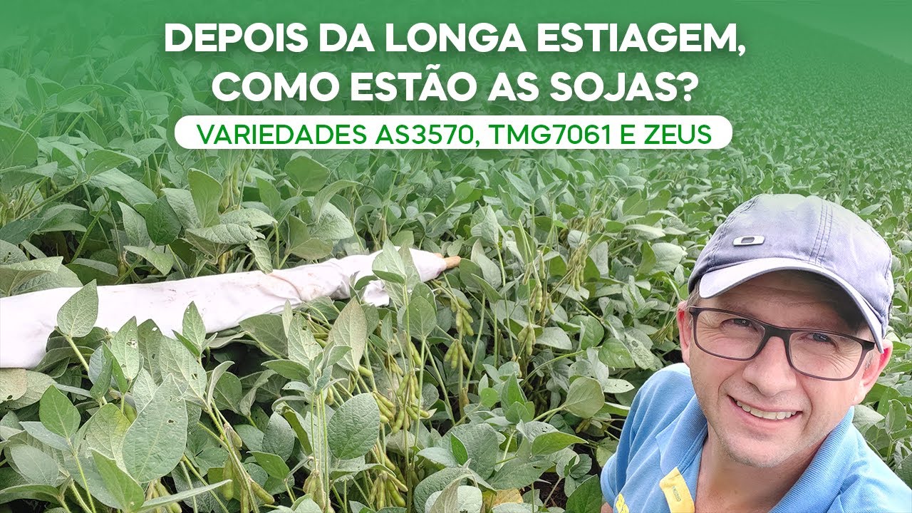 Depois da longa estiagem, como estão as sojas? Variedades AS3570, TMG7061 e ZEUS. (v.90)