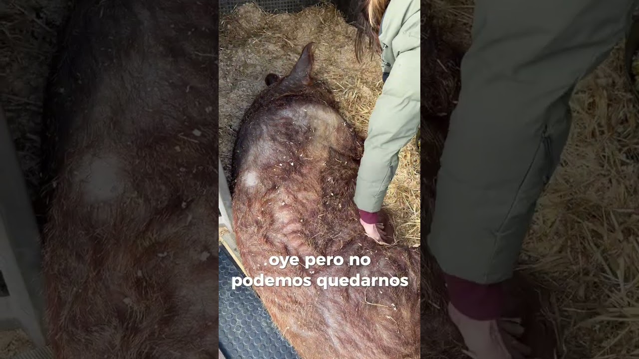 La llegada del cerdo Fran al nuevo santuario 