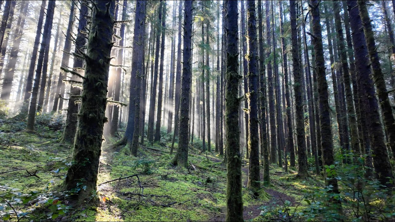 Oregon coast sunny autumn walk #9 — 2nd Nov 2025