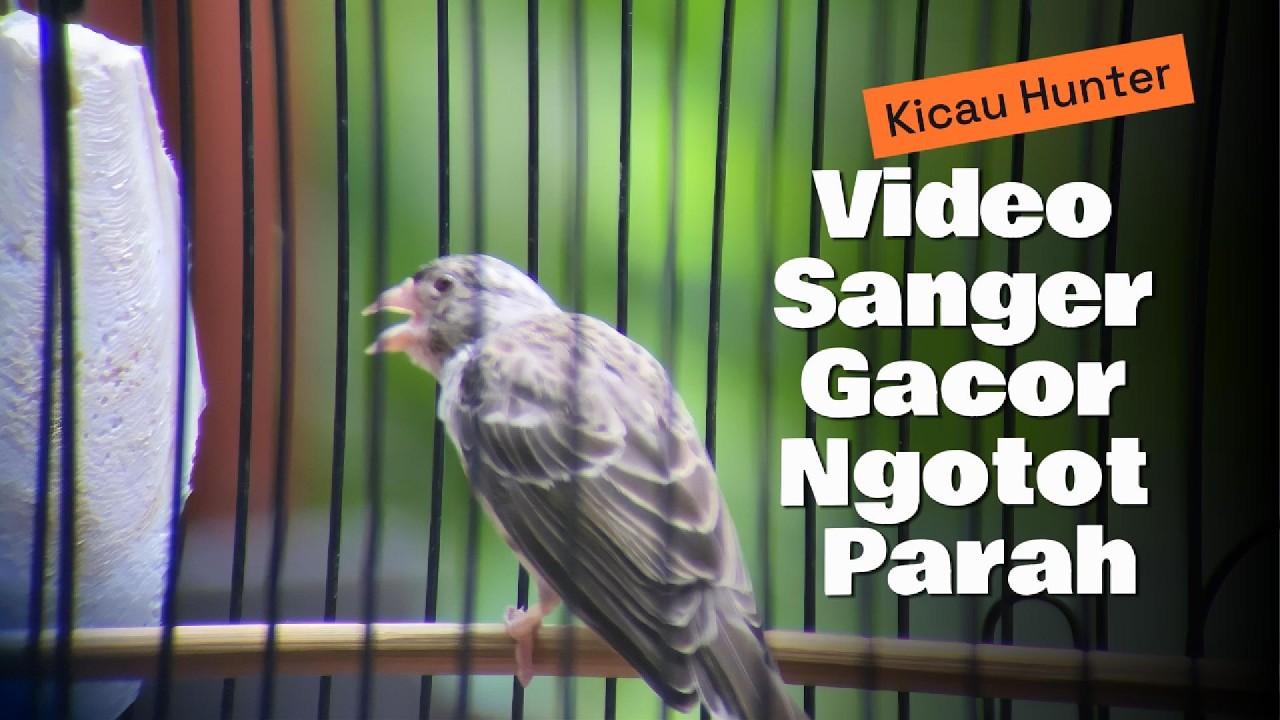 SUARA SANGER GACOR COCOK BUAT MASTERAN. #sanger #kicaumania