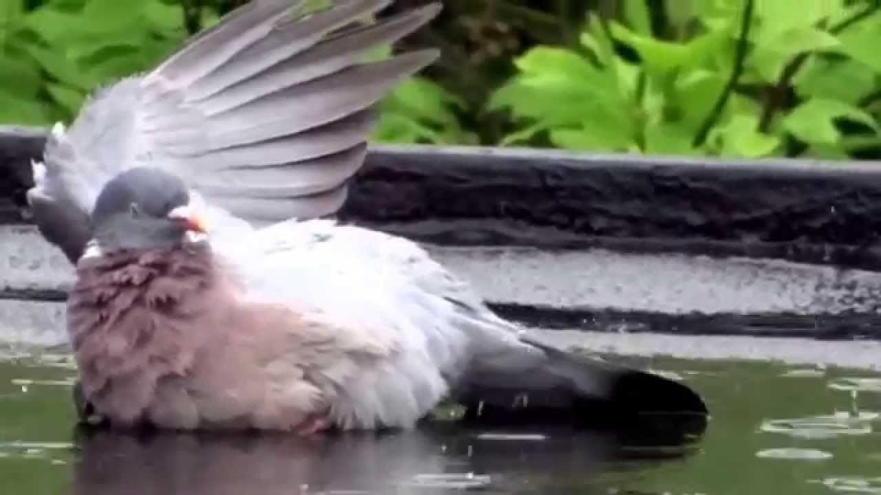 Badende Taube im Mai - Regen