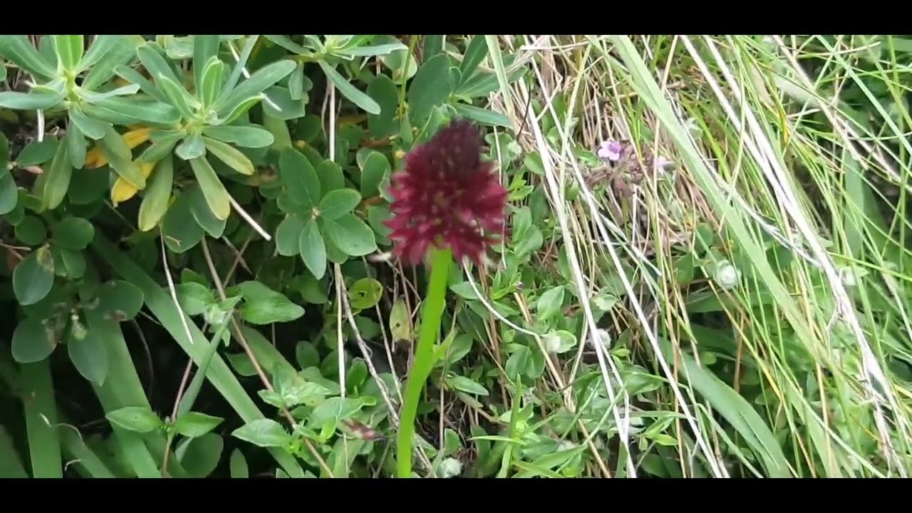 Anche orchidee ad alta quota... ecco la super protetta Nigritella (Gymnadenia nigra)