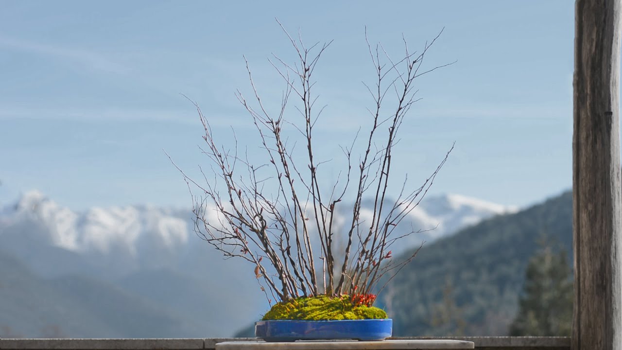 Spiraea Japonica Bonsai Forest - Arkefthos Bonsai