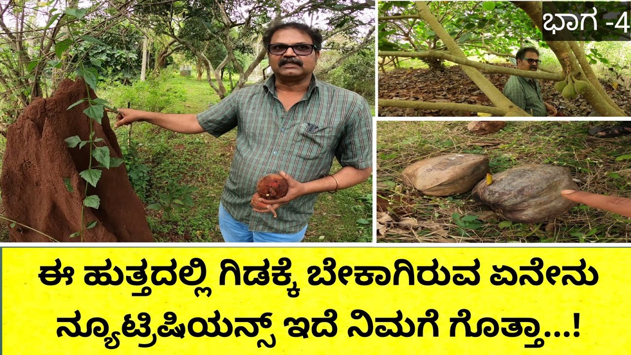 ತೋಟದಲ್ಲಿ ಹಣ್ಣಿನ ಮರಗಳನ್ನು ಹಾಕಿಕೊಂಡರೆ ಪಕ್ಷಿಗಳು ಬರುತ್ತವೆ ಚಿಟ್ಟೆ ದುಂಬಿಗಳು ಬರುತ್ತವೆ.. ಹಾಗೂ ಅದರಿಂದ ಬಿದ್ದಂತ