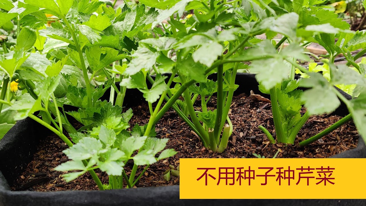 不用种子种芹菜   用这个方法可以实现芹菜自由    