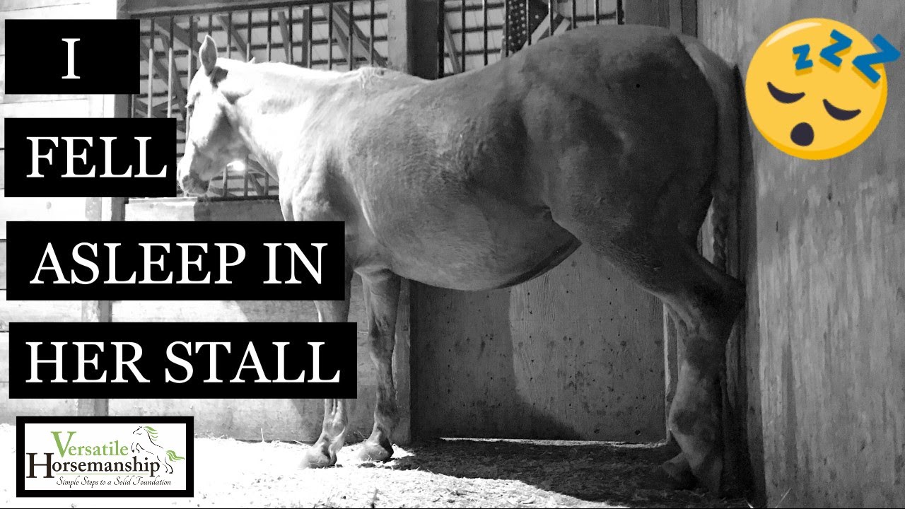 I Fell Asleep In The Foaling Stall // Versatile Horsemanship