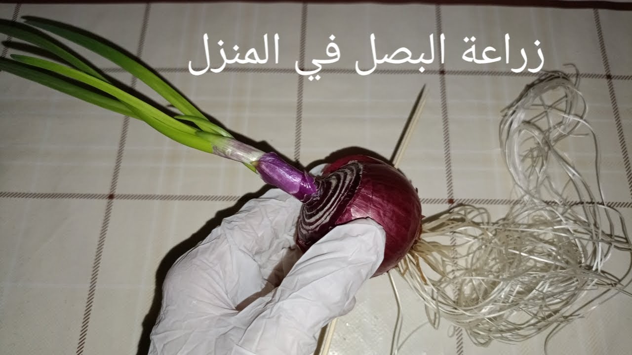 زراعة البصل في المنزل | Growing Onion At Home ( @Soumaya_Messaoudi )