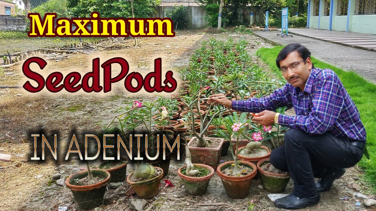 3 Tricks to get Maximum Seed Pods in Adenium