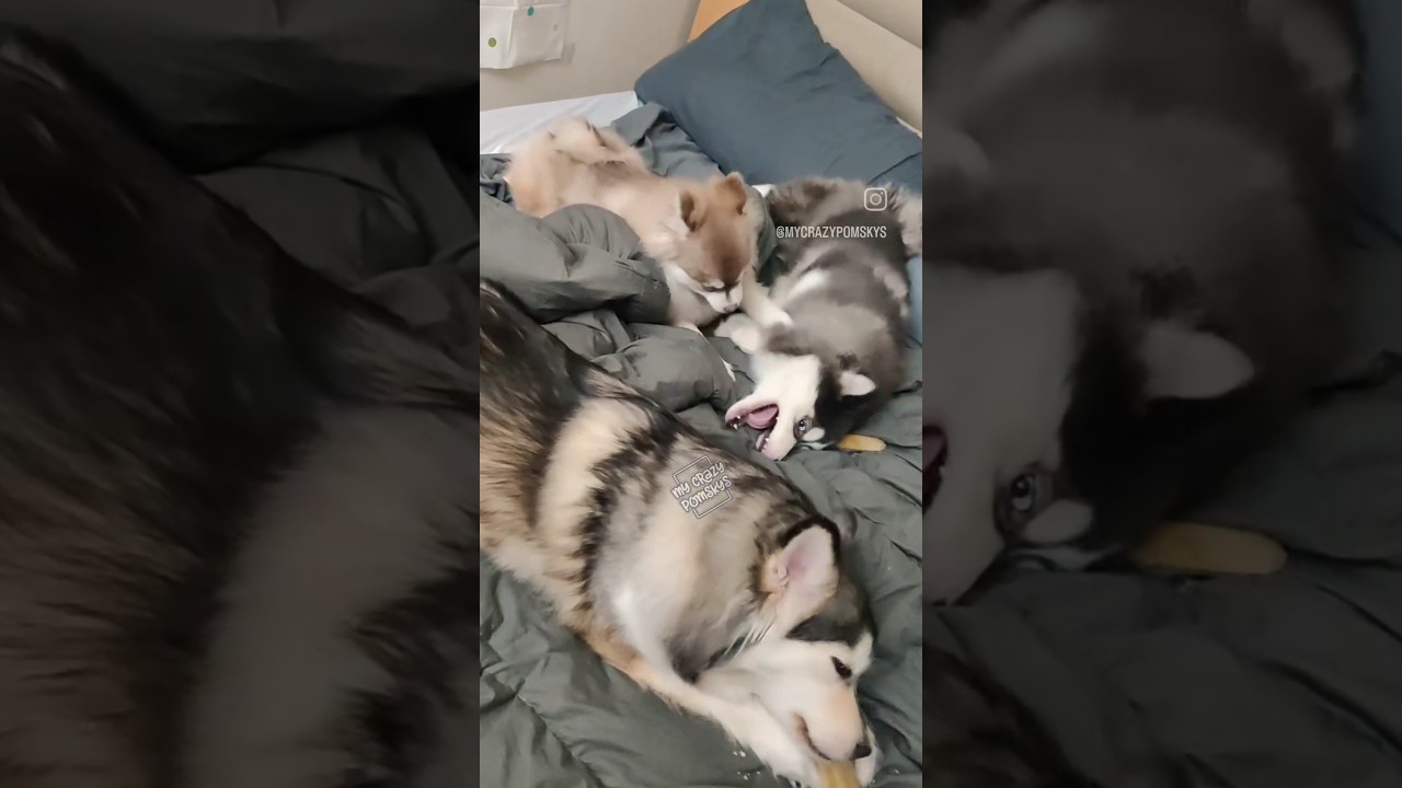 Pomsky Shenanigans with Sisters Veda & Meadow! #pomsky #pomskypuppy #mycrazypomskys #lol #dog #fun