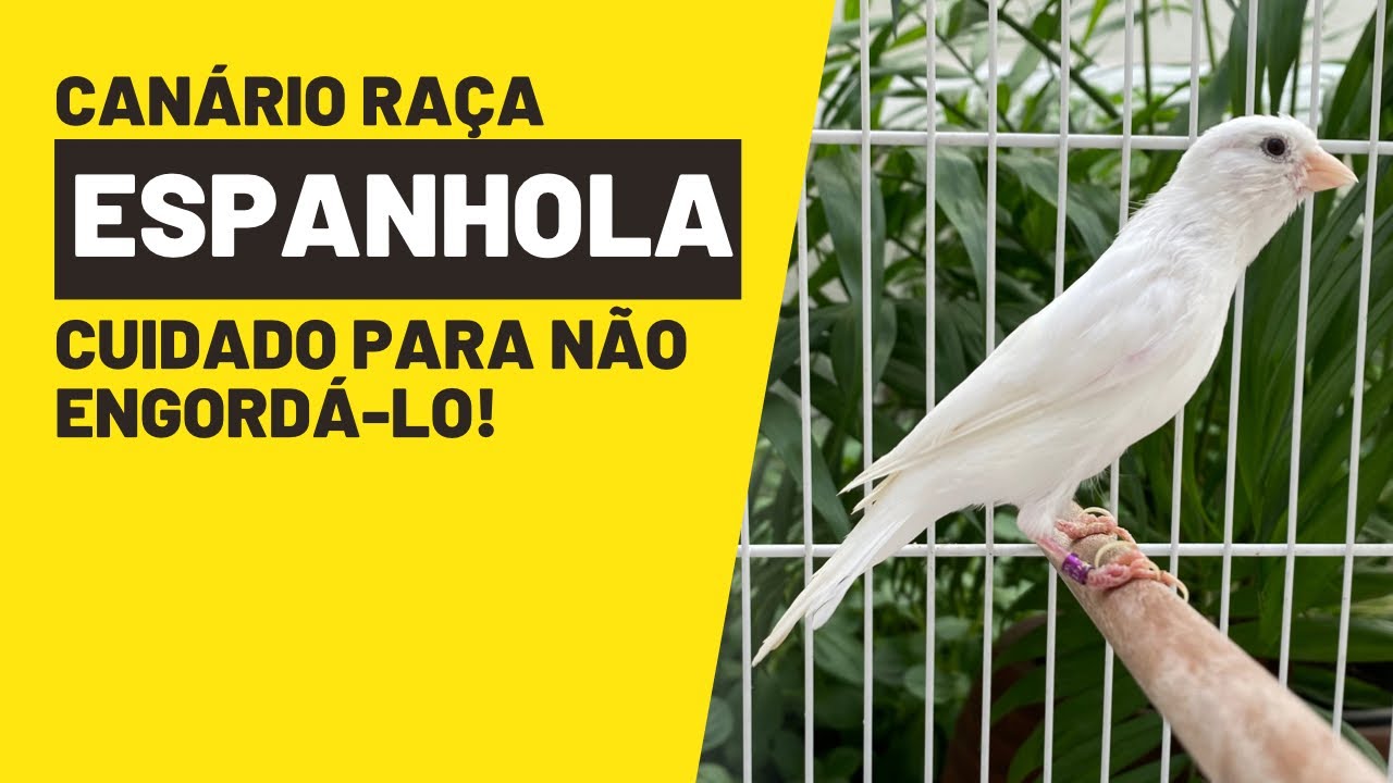 OS CUIDADOS PARA NÃO ENGORDAR O RAÇA ESPANHOLA