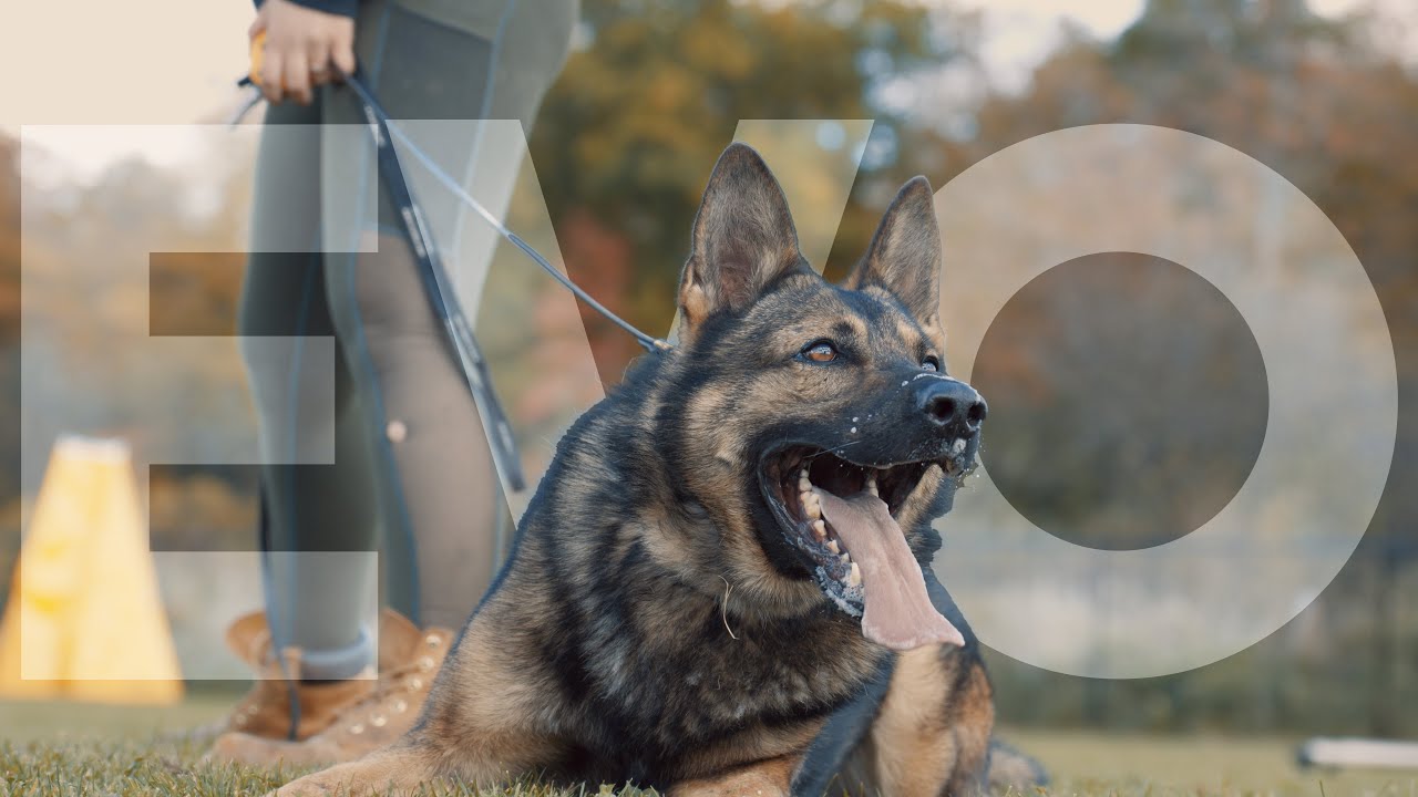 Malinois x - The ultimate Protection Dog