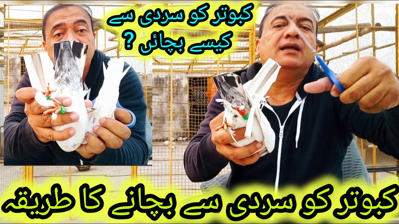 Kabootar ki Bemari ka ilaj | kabutar ko sardi sy bachany ka tarika