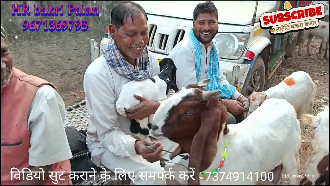 balahedi Bakra Mandi बालाहेडी बकरा मंडी بالا ہری بکرا منڈی #9671369795# 7374914100