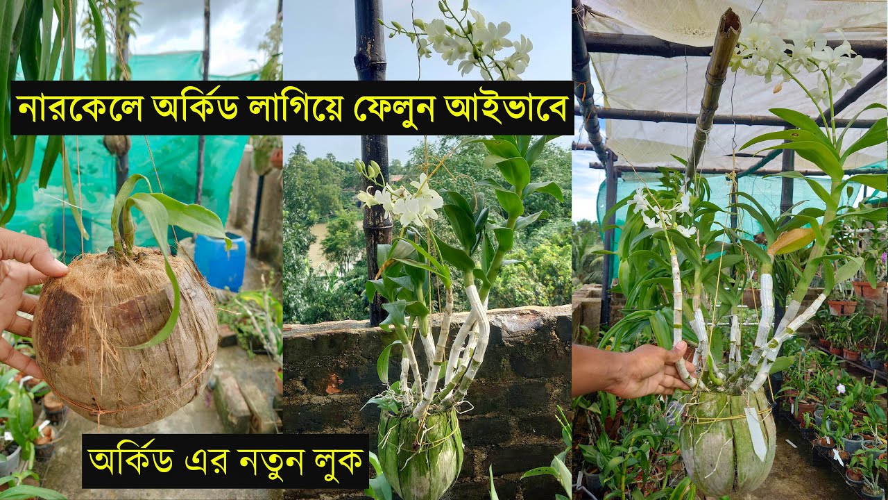 এভাবে একটি অর্কিড লাগান বাগানের রুপ বাড়বে বহুগুন । খুব সহজে নারকেন ছোবড়াতে বসিয়ে ফেলুন অর্কিড ।