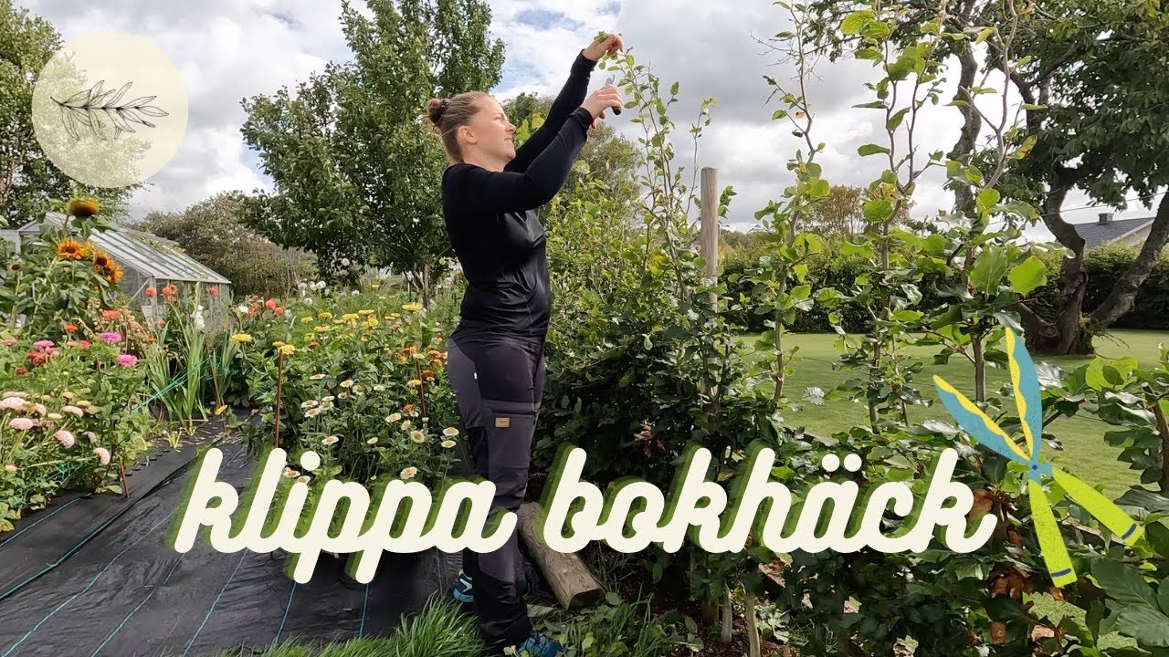 Så får du en tät & fin bokhäck; uppbyggnadsbeskärning och uppbindning ✂️