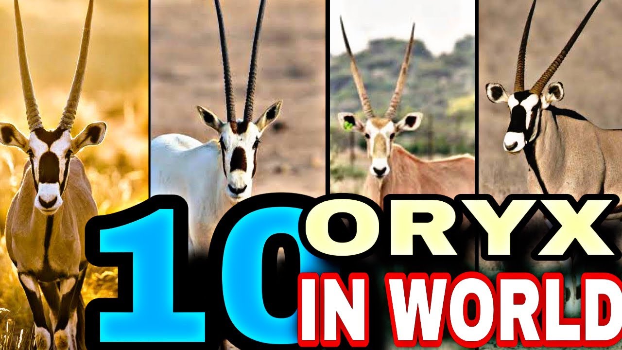 Top 10 oryx in the world||10 Most Fascinating Oryx Species in the Wild|| 10 Most Iconic Species