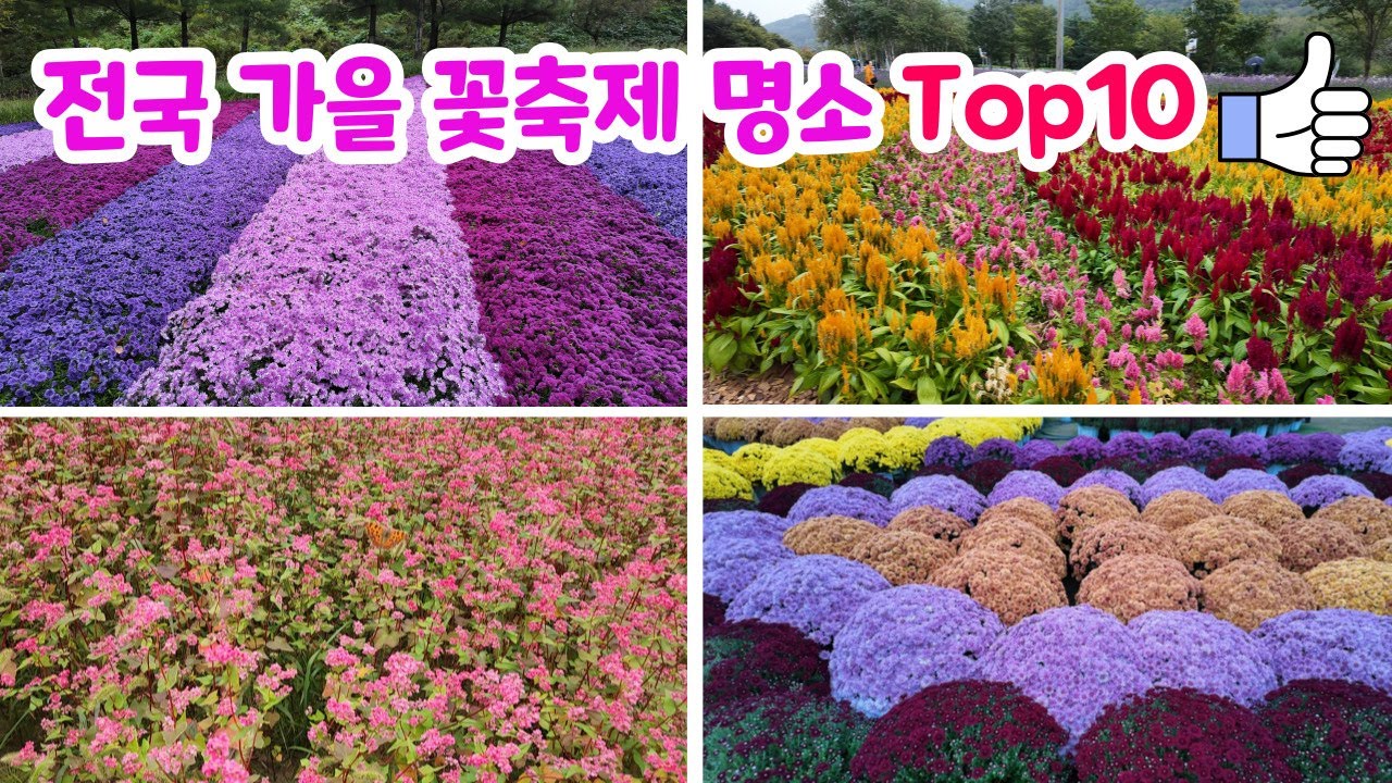 가을꽃축제 베스트10곳/10월에 가장 아름다운 명소/가을 감성 느낄 꽃축제/ Koreabeautiful Places/korea travel vlog/FlowerFestival