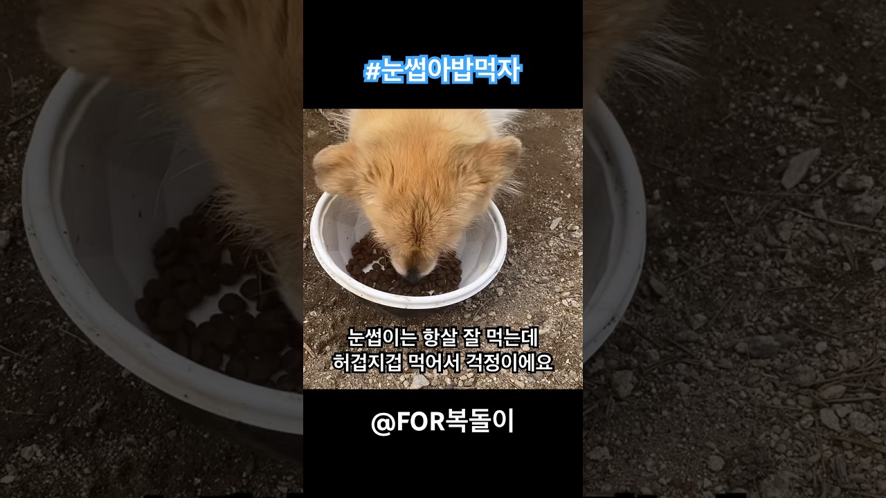 강아지 사료는 나눠 먹어야 제맛이지 #요세라미니오리감자