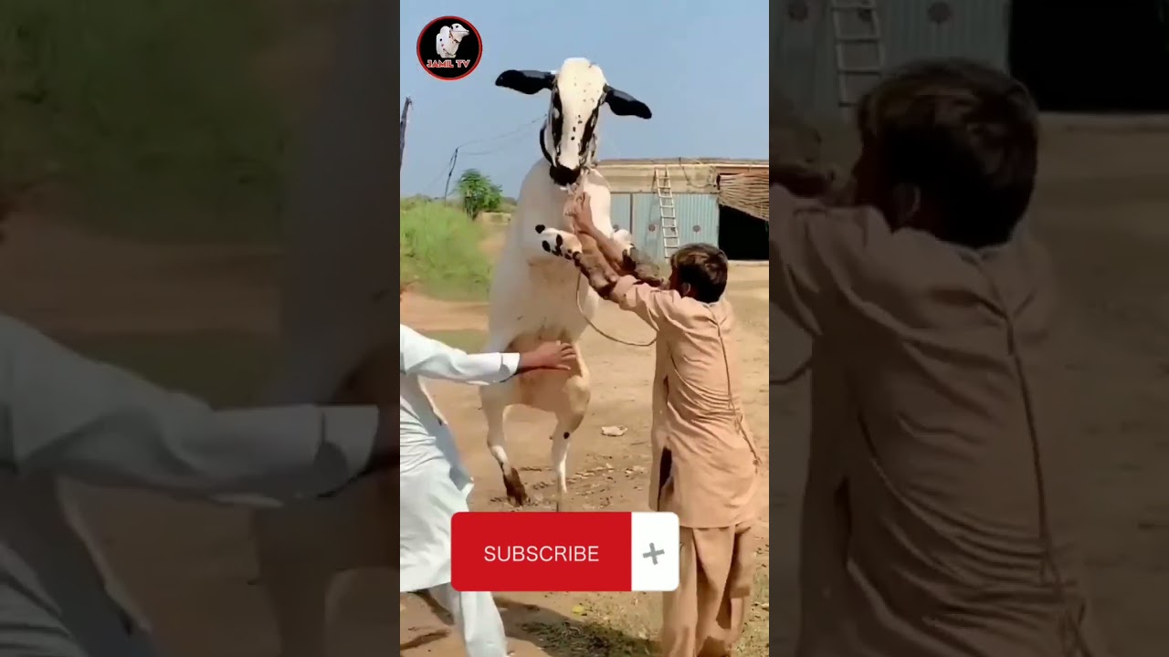 Qurbani eiduladha funny videos #qurbanicollection #video