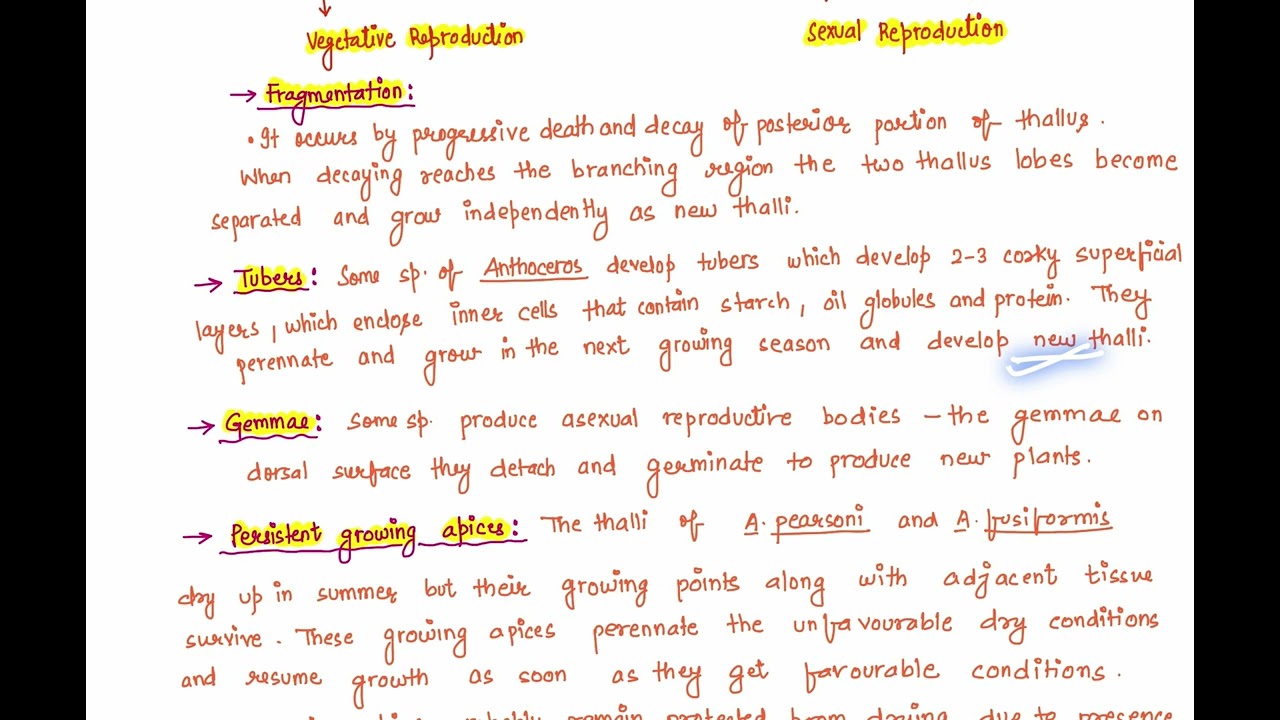 Vegetative Reproduction in Anthoceros (BSc 1st Sem )