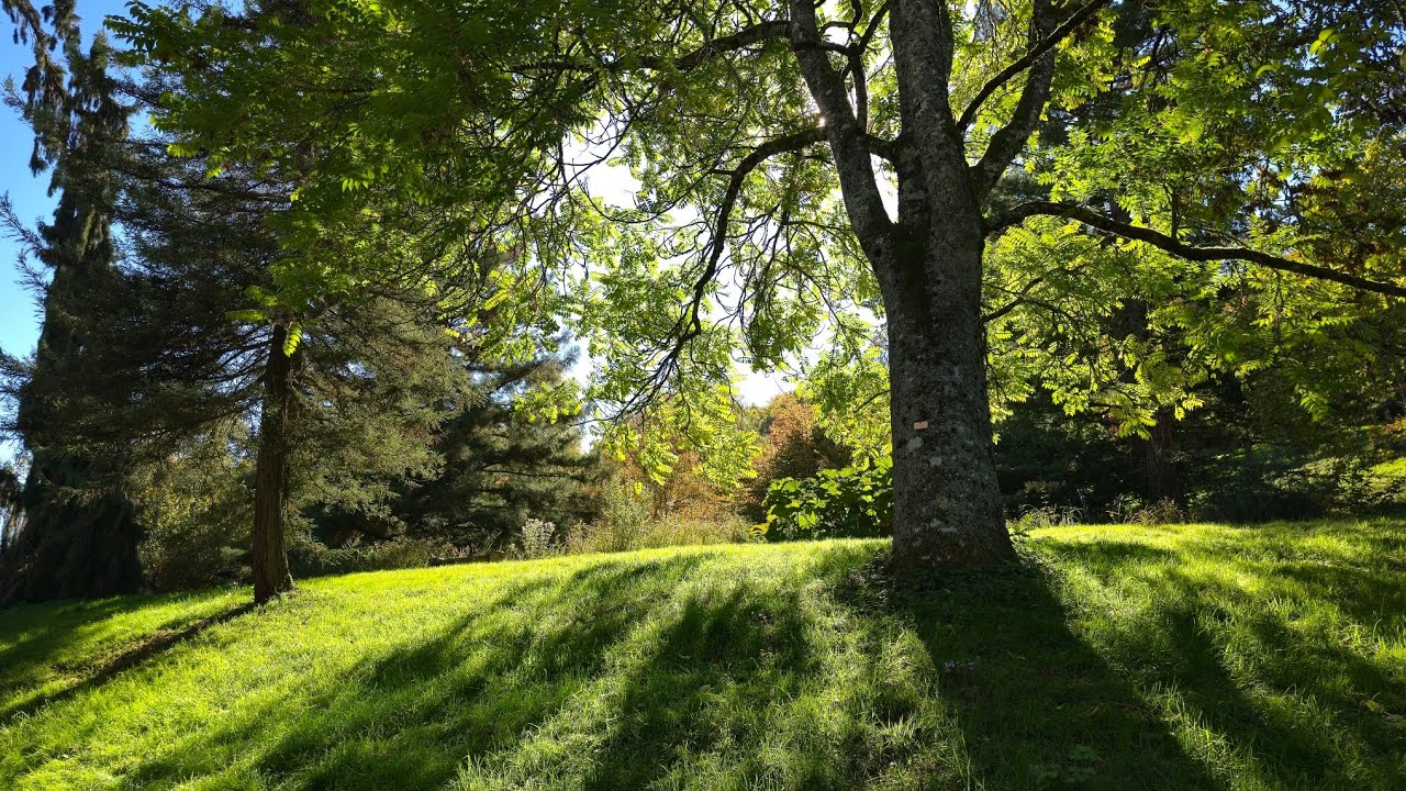 Arboretum Suisse