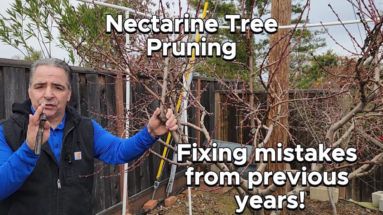 Nectarine Tree Pruning - Fixing Mistakes From Previous Years