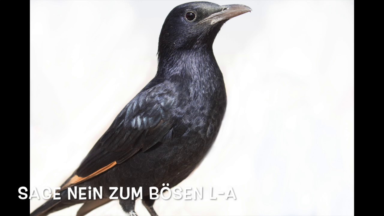 Sage nein zum Bösen