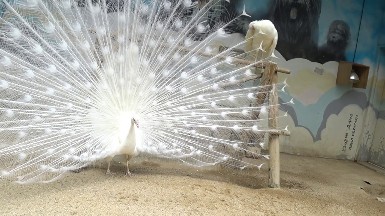 서울어린이대공원 동물원 - 인도백공작, Indian White Peafowl