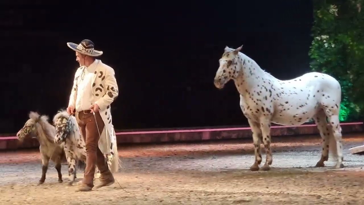 Freiheitsdressur mit Bartolo Messina #cavalluna #horse #pferde