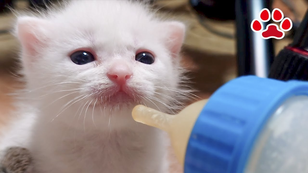 Удивительный день! Удивительный день! Котенок Белль знакомится с Ми-ке, а Миэль учится новому трюку!