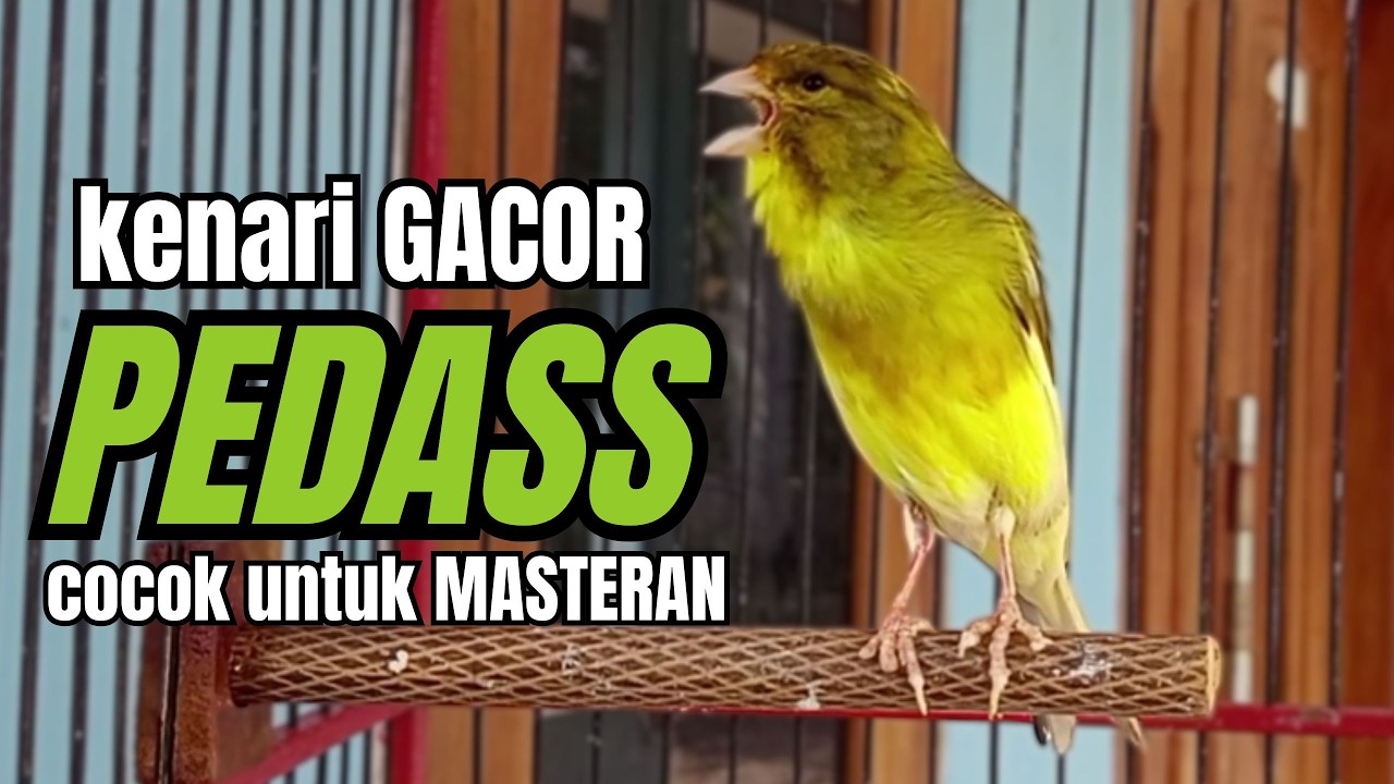 Masteran KENARI GACOR ngeroll panjang,Cuit Cuit Emosi AMPUH bikin kenari nyaut ,Masteran MURAI BATU