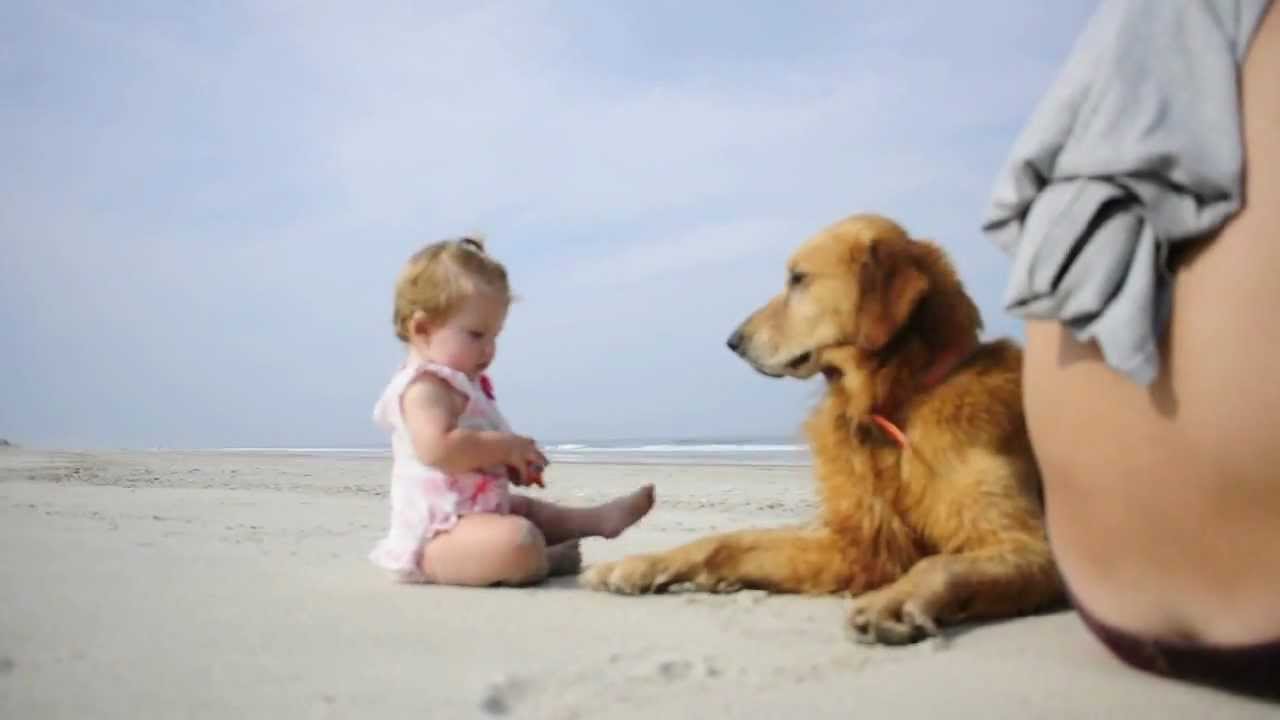 Golden Retriever and Baby Playing on the beach