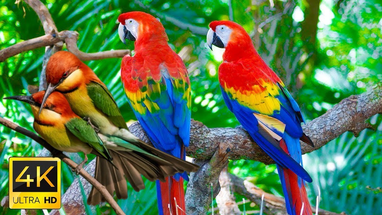 Colorful Birds in 4K - Planet Earth 4K 2026 | Beautiful Bird Sounds Nature Relaxation 4K UHD 60 FPS