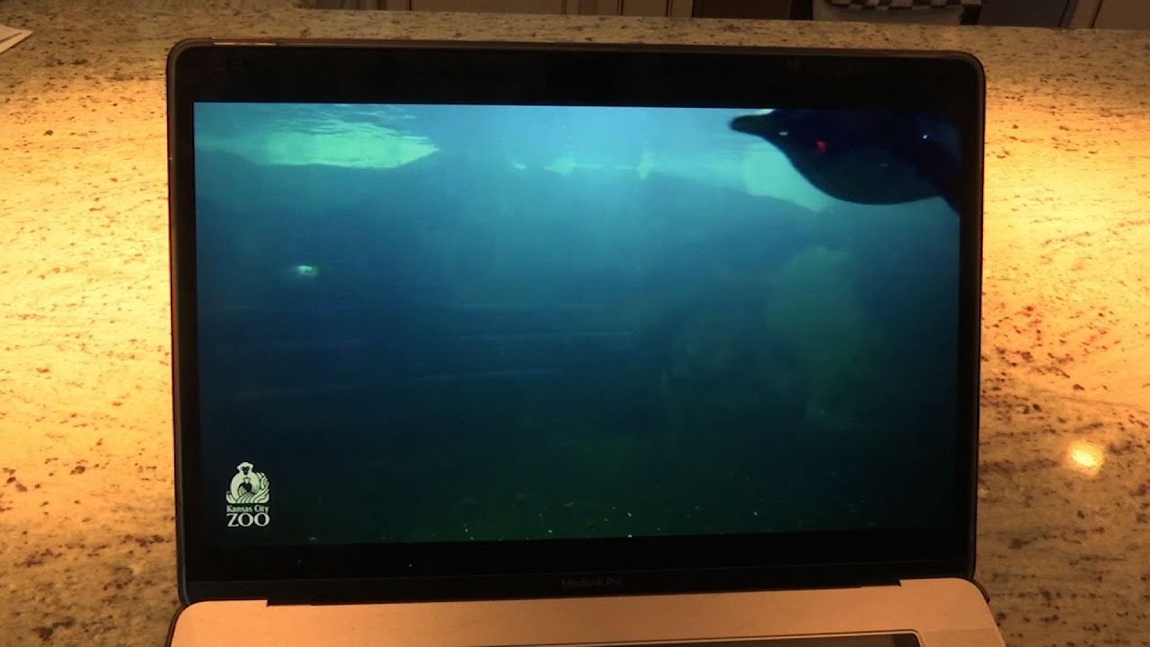 Zoo cams surge in popularity during virus crisis