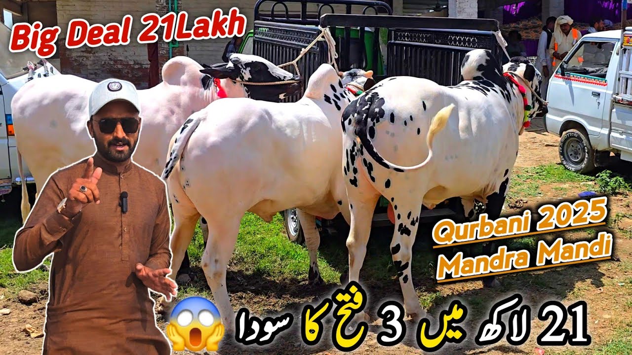 21 Lakh Ki Big Deal Fatehangi Bulls_Mandra Mandi Update May 2025 | Bhatta Chowk Mandi