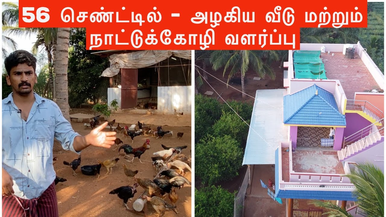 சத்யா நாட்டுக்கோழி பண்ணை | சங்கரன்கோவில் அருகில்  தென்காசி மாவட்டம் | Sathya Naatukoli Pannai