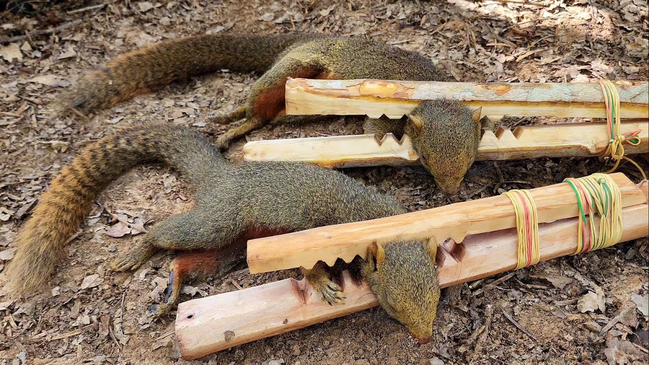 สาวดอย สร้างกับดักกระรอกจอละแข้ไม้ในป่า Create Amazing squirrel traps in the jongle