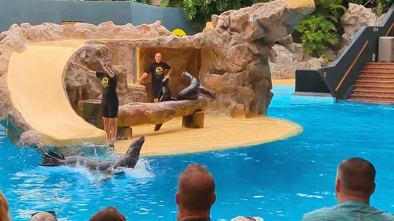 Presentación espectáculo de leones marinos Loro Parque 2025