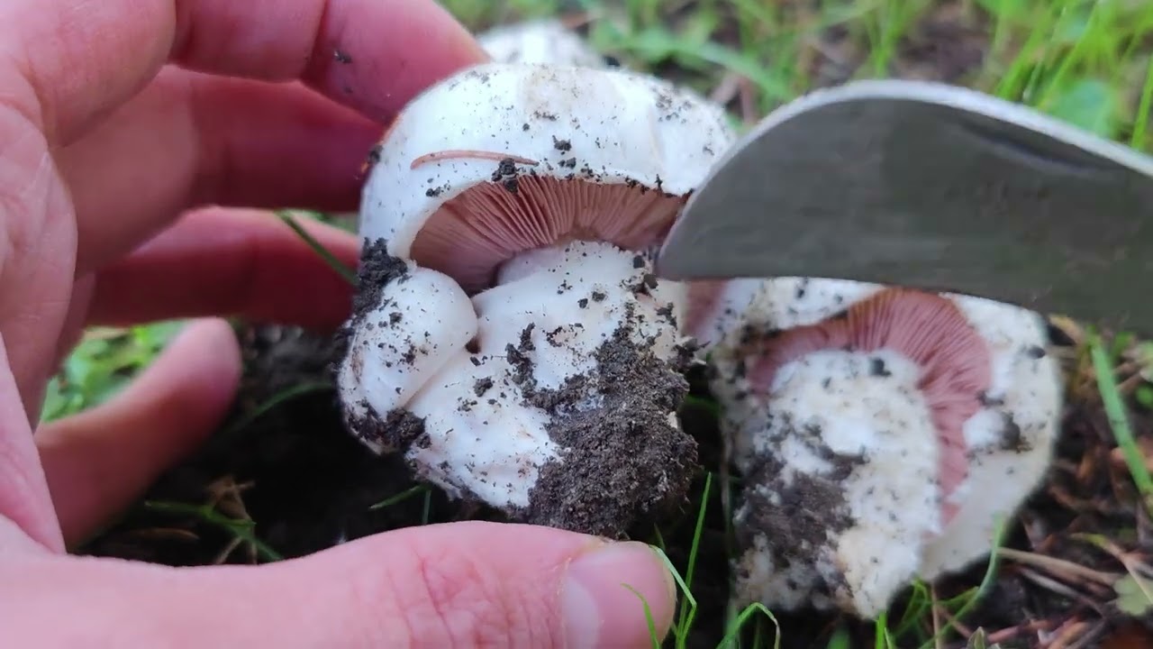 Aprende a reconocer Agaricus bitorquis, un rico champi&ntilde;&oacute;n capaz de levantar asfalto de la carretera