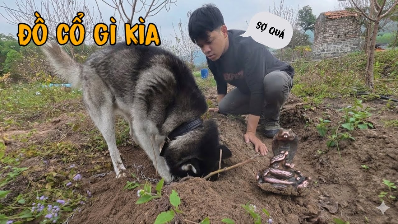 Ngáo Husky Của Dương KC Đánh Hơi Phát Hiện Tượng Rắn Cổ Trong Vườn Đào