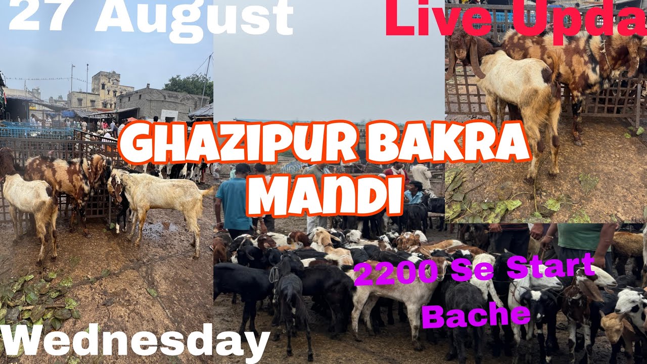 Ghazipur Bakra Mandi Live update 27/8/2025.August Delhi#1000subscribe GoatzoneGZ