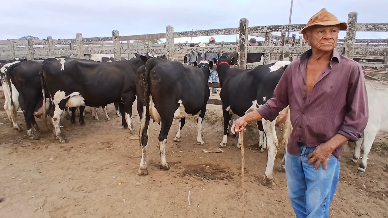MUITAS VACAS BOA NA FEIRA DE CAPOEIRAS PERNAMBUCO HOJE 09 de janeiro de 2026