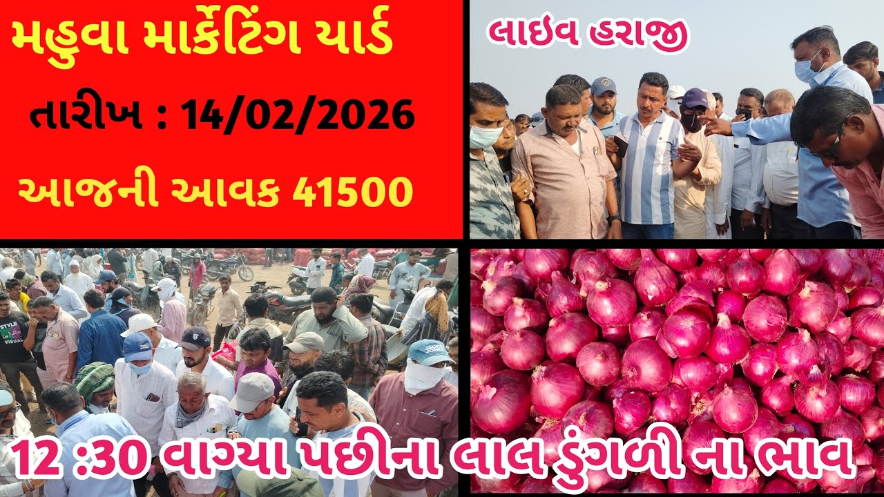 12 : 30 વાગ્યા પછીના લાલ ડુંગળી ના ભાવ | મહુવા ડુંગળી ના ભાવ |APMC MAHUVA |14/02/2026 |Onion market 