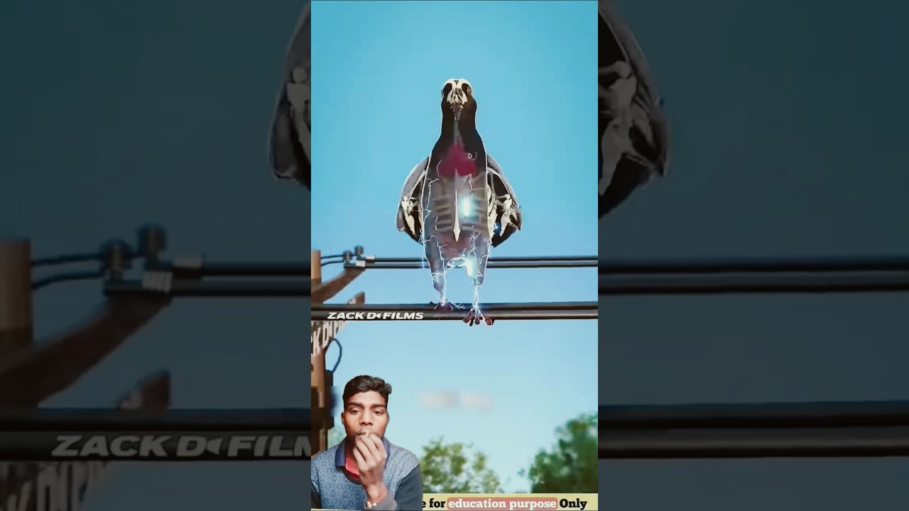 #pigeon