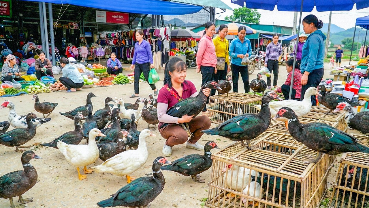 TEMILAPSE -- 255 Days Of Catching Ducks And Fish At The Farm To Sell At The Local Market