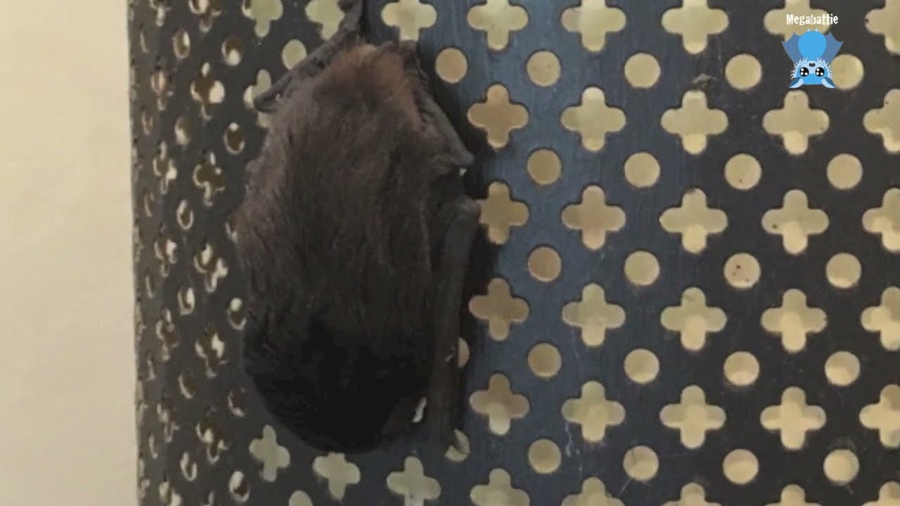 Rescuing a microbat hanging on a chimney sleeve:  this is James Buzzy Potter
