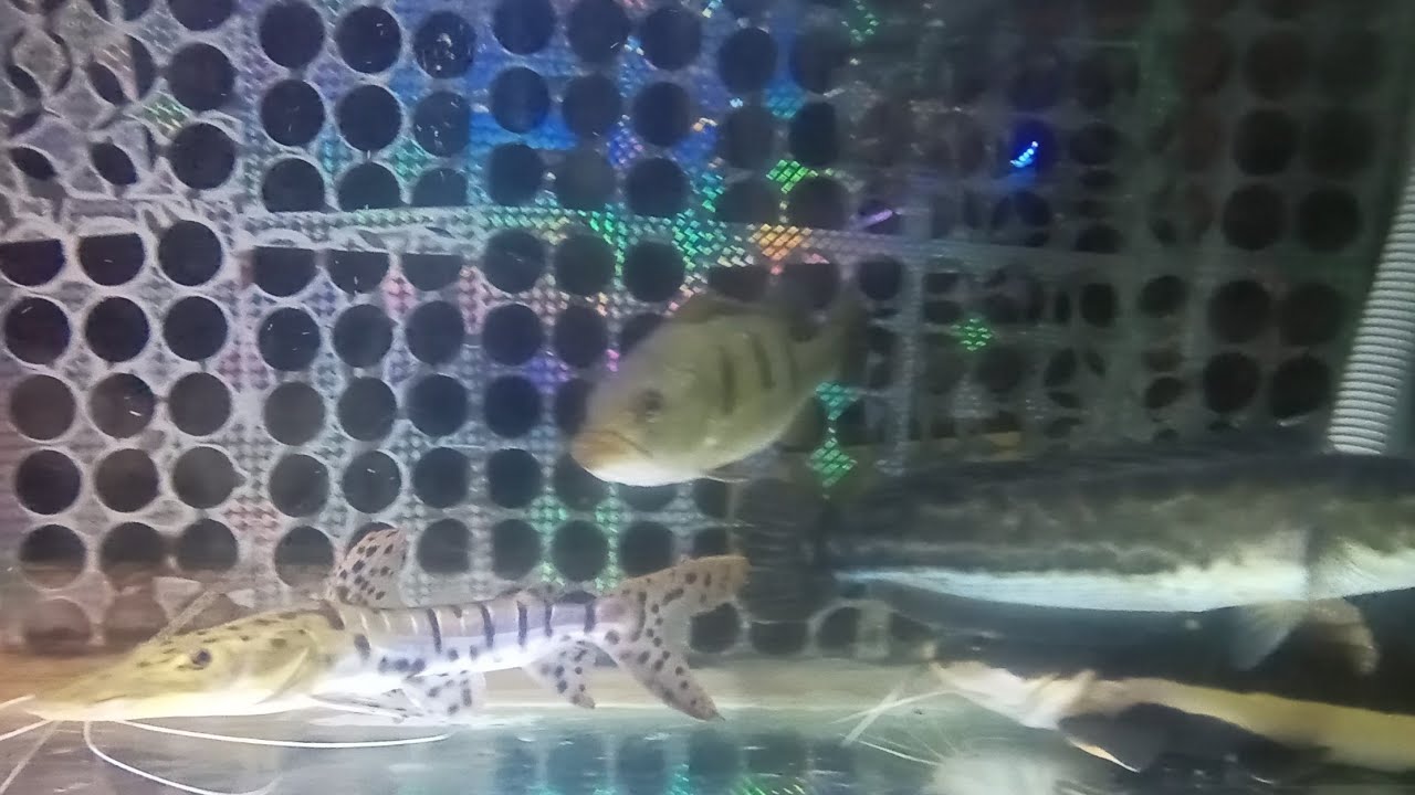 IKAN PREDATOR #29