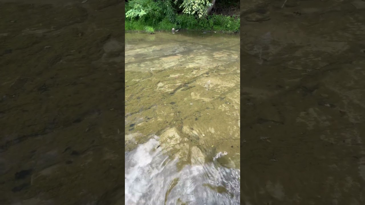 #fishing #new #fish #sports #nature #trout