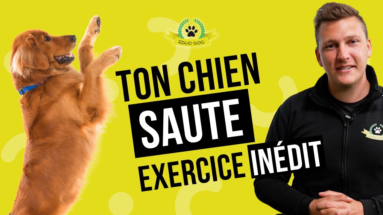 Ton chien saute sur les gens ? Voici comment lui apprendre &agrave; ne plus sauter !