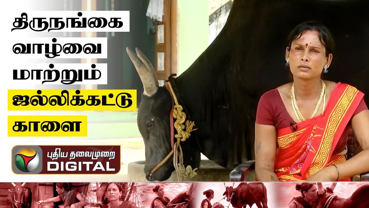 திருநங்கை வாழ்வை மாற்றும் ஜல்லிக்கட்டு காளை! | trichy | Jallikattu | Transgender | Jallikattu Bulls